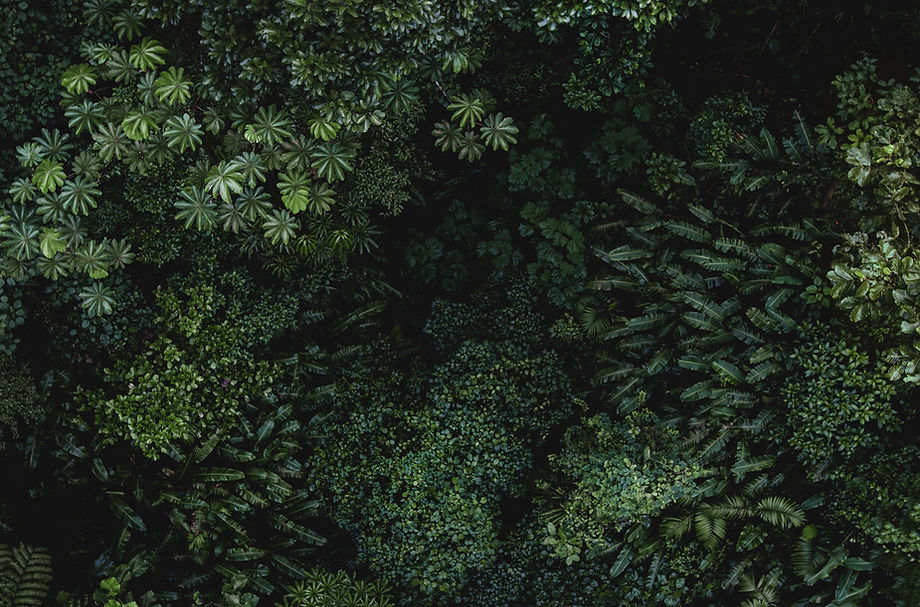 Lush Green Foliage