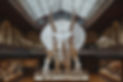 Triceratops Skeleton Display
