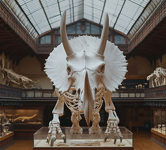 Dinosaur Skeleton Display