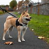 Balade canine individuelle