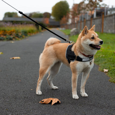 dog in harness
