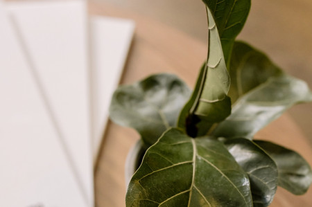 House Plant