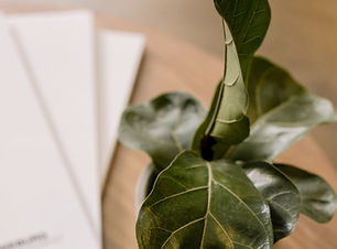 Plant On Wooden Table