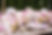 Flower Decorations