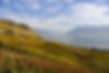 Vineyard in fall