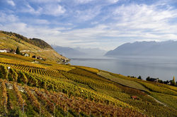 Weinberg im Herbst