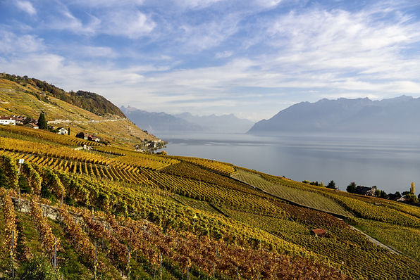 Weinberg im Herbst