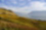 Vigneto in autunno