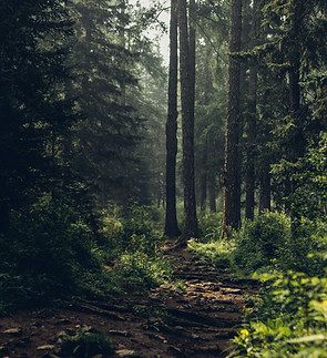 Peaceful forest trail to show that a 6 hour therapy intensive is a longer journey you take.
