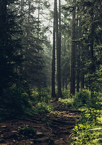 Forest Trail View