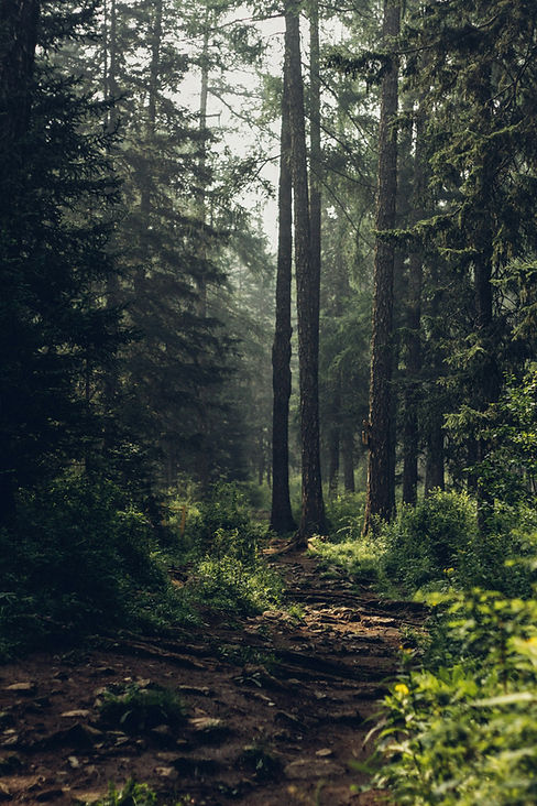 Forest Trail View