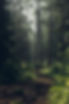 Forest Trail View