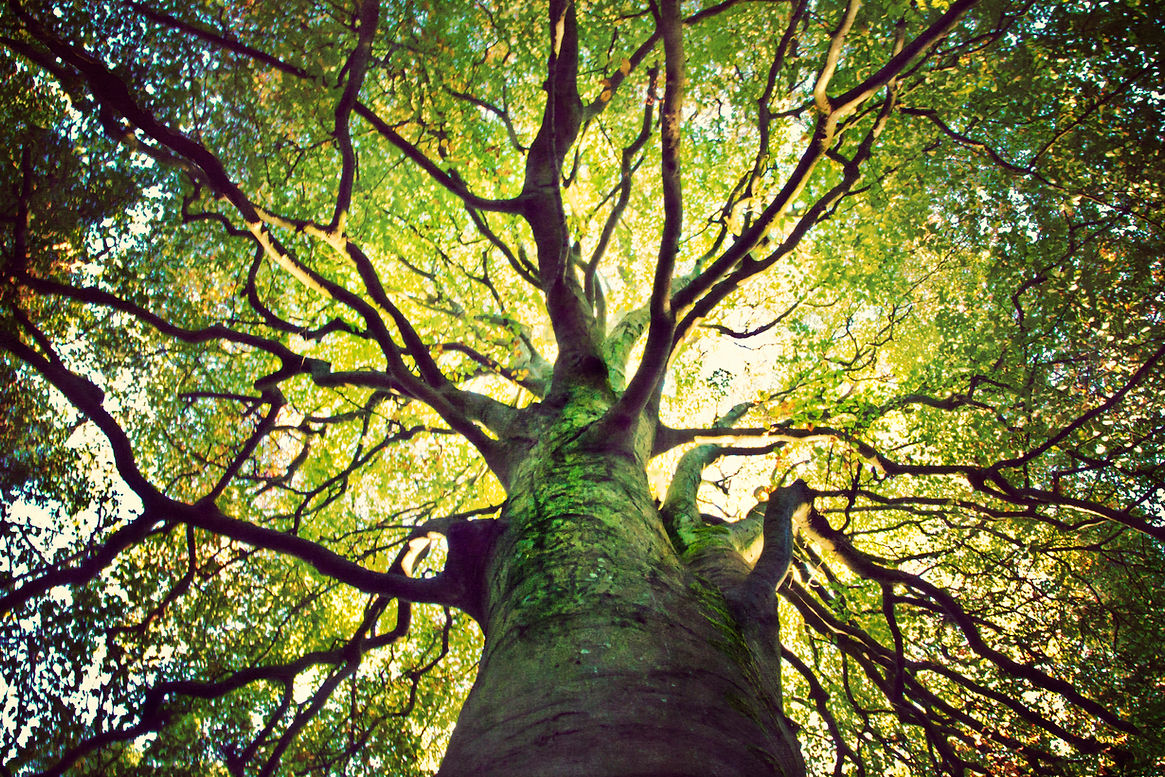 View looking up into lush green branches of large tree