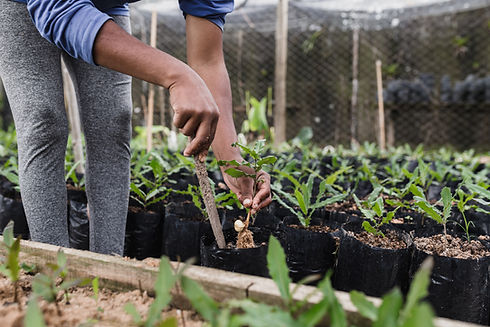 Transplanting