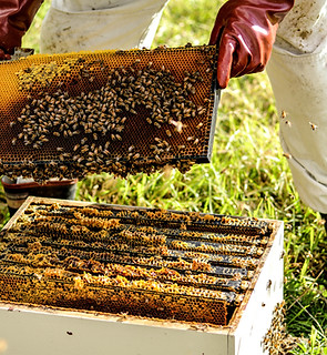Beekeeper Inspecting Hive