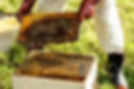 Beekeeper with Bees