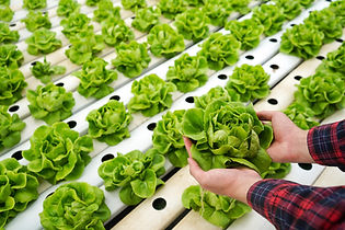 Hydroponic Lettuce