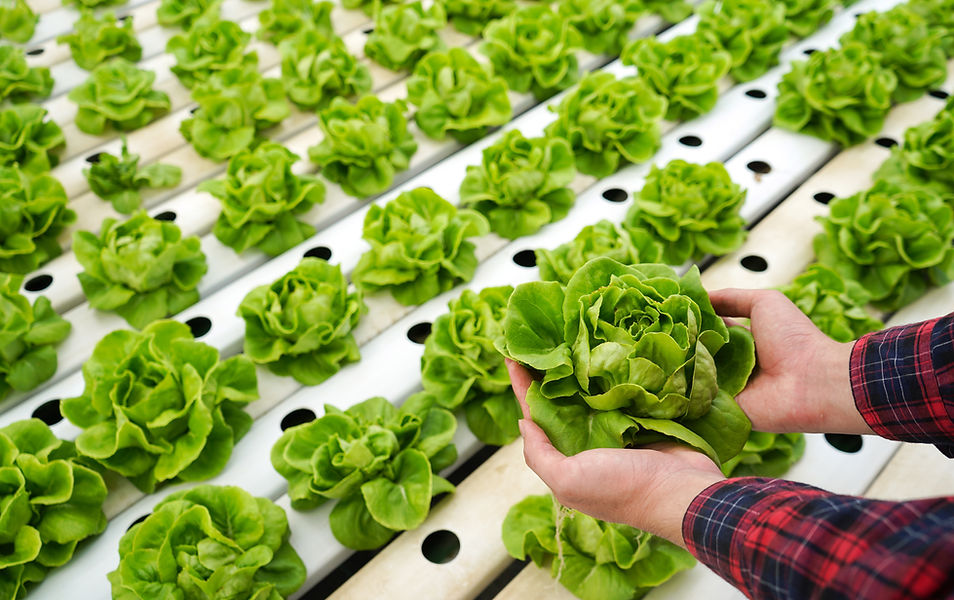 Hydroponic Lettuce