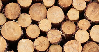 Pile of sawn logs