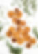 Dried Oranges