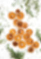 Dried Oranges