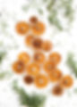 Dried Oranges