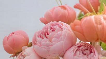 Pink Peony Blossoms