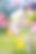 Colorful Blurred Flowers