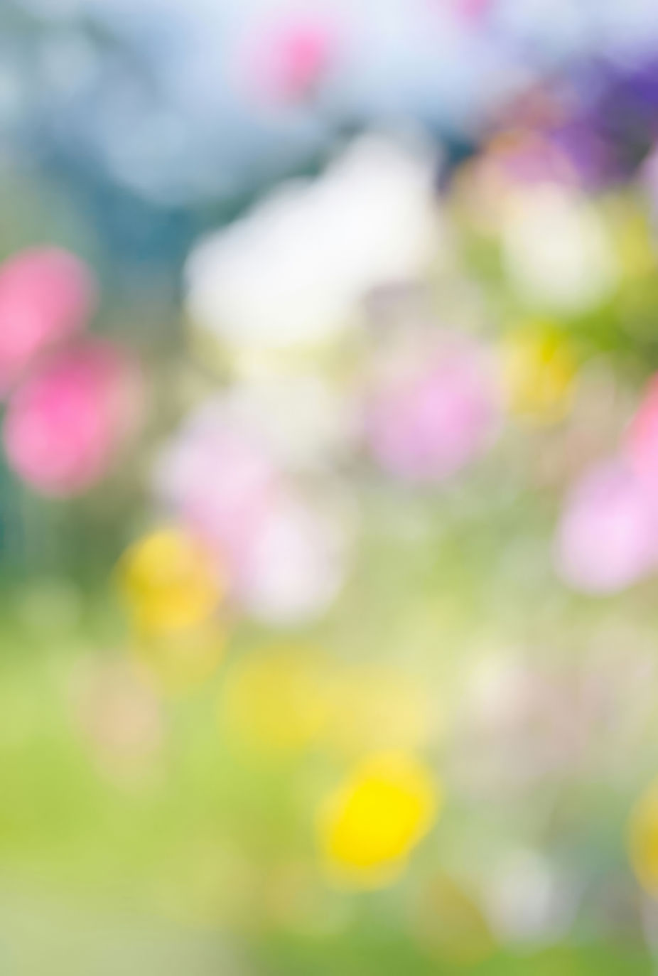 Blurred Flower Colors