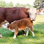 Cow and Calf