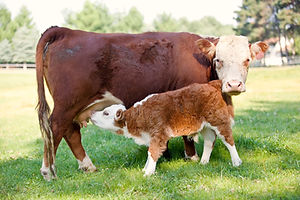 Cow and Calf