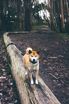 Hund im Wald