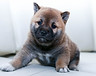 Akita Puppy