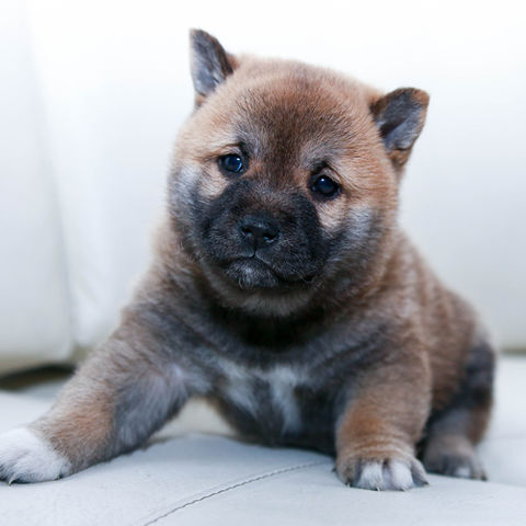 秋田犬の子犬