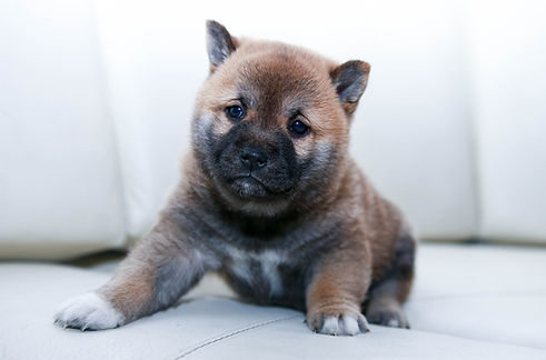 Akita Puppy