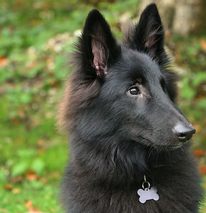Berger allemand