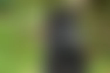 🐾 July is National Lost Pet Prevention Month – Could Your Pet Find Their Way Home? 🏡