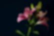 Lilies