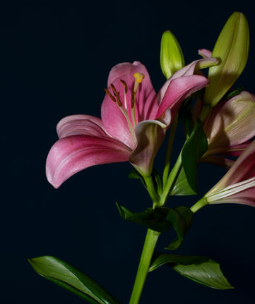 Lilies