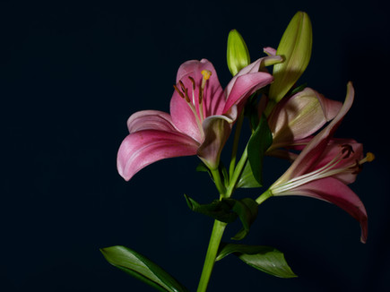Lilies