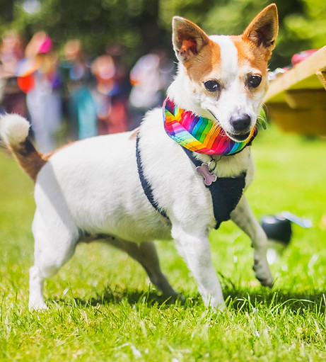 Dog In Rainbow Bandana