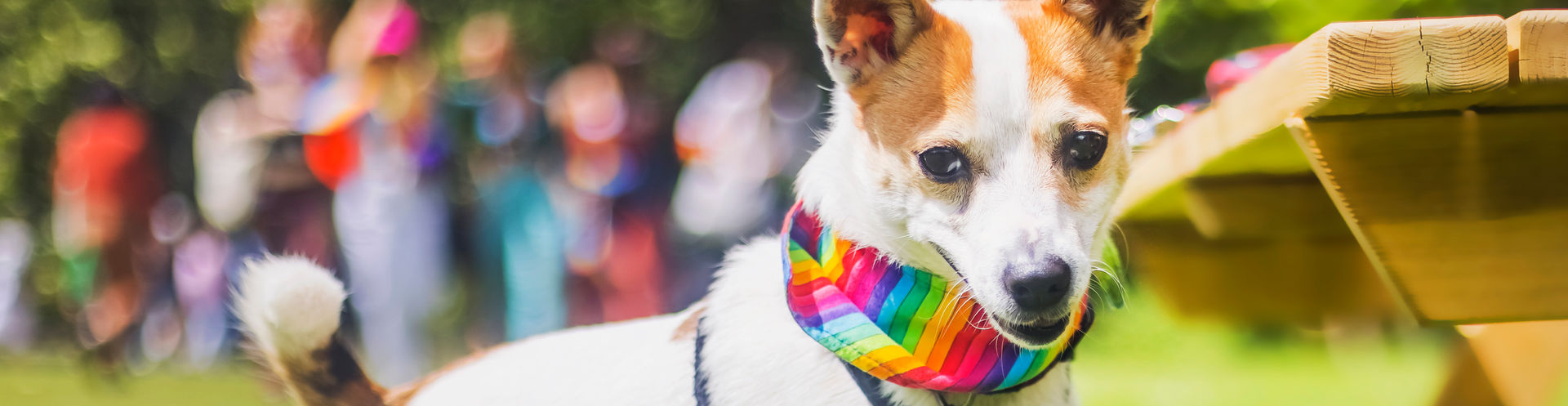 Pride Dog