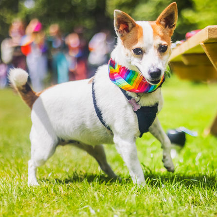 Dog show