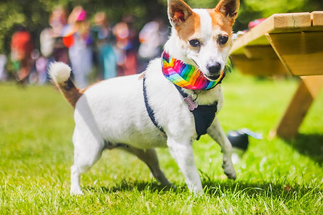 Dog In Rainbow Bandana