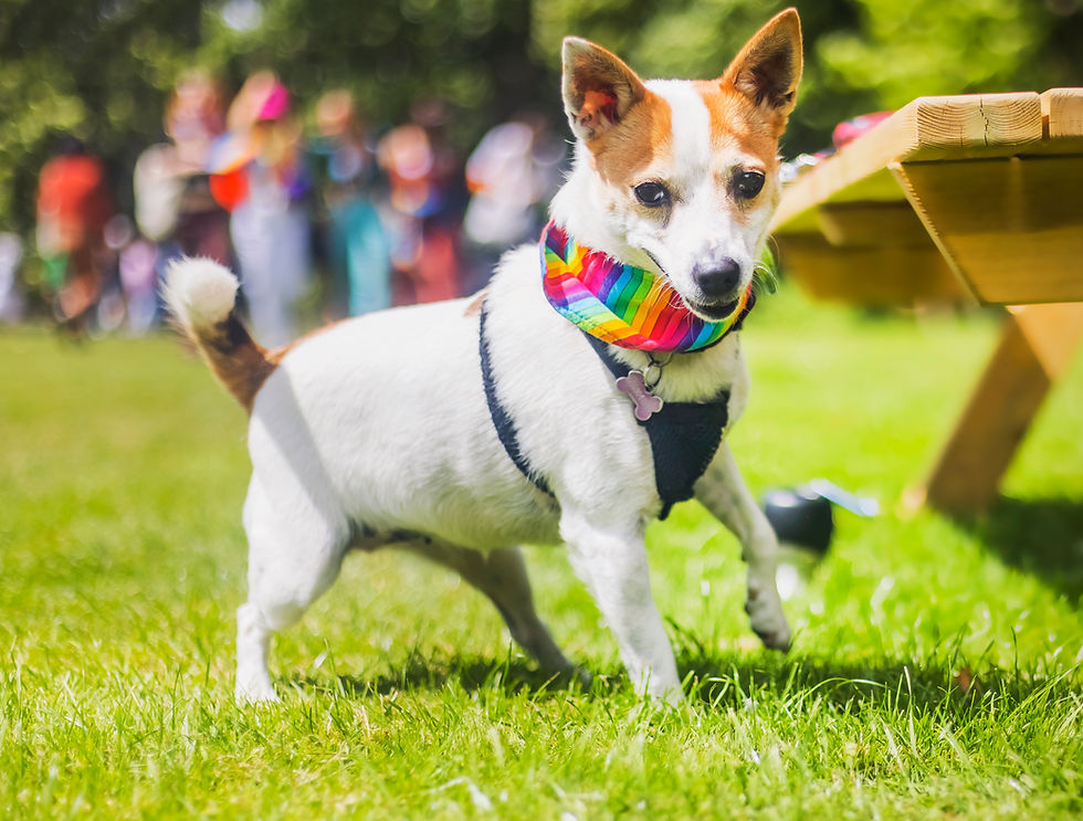 Dog In Rainbow Bandana