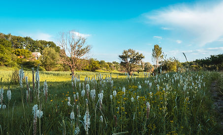 Wild Flowers