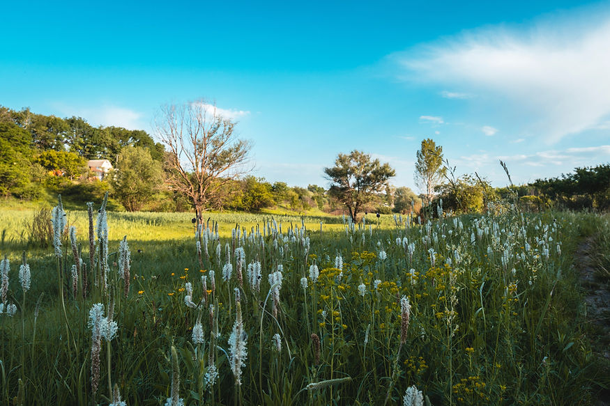 Wild Flowers
