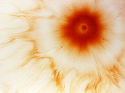 A Flor em minha Pele