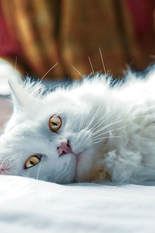 Cat Lying Down