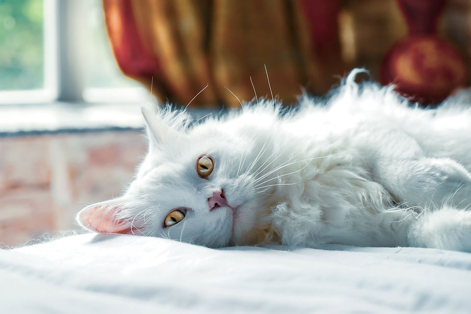 Chat allongé